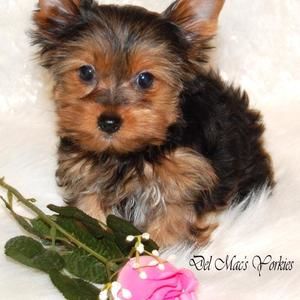 Meet your Posher, Anabel g.